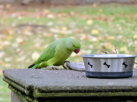 Gut gemeint, aber oft in Konflikt mit dem Denkmalschutz